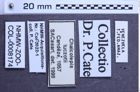 Etiketten zu Chalcolepis luczotii (NHMW-ZOO-COL-0008174)